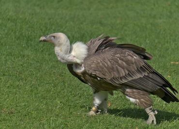 Gripe aviar mata a cientos de buitres silvestre en Georgia