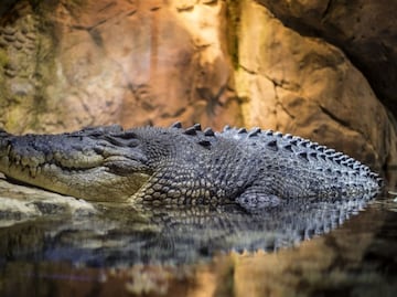COVID-19. Avistan animales en riesgo de extinción en Caribe mexicano vacío
