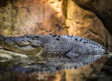 COVID-19. Avistan animales en riesgo de extinción en Caribe mexicano vacío