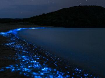 Así es el paseo en kayak por las aguas bioluminiscentes de Florida