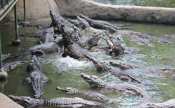 Pánico en el zoológico: Lanzan a un niño de 3 años a la jaula de los cocodrilos y el atacante ya fue arrestado
