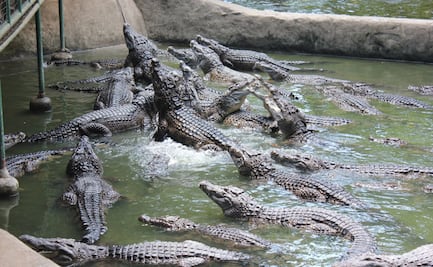Pánico en el zoológico: Lanzan a un niño de 3 años a la jaula de los cocodrilos y el atacante ya fue arrestado