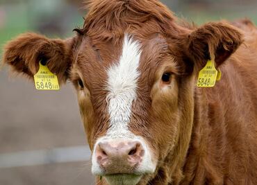 Captan a vaca formada en fila de autoservicio de restaurante de Wisconsin