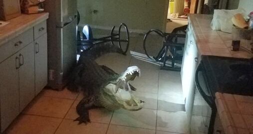 Cocodrilo rompe ventana para irrumpir en casa de Florida