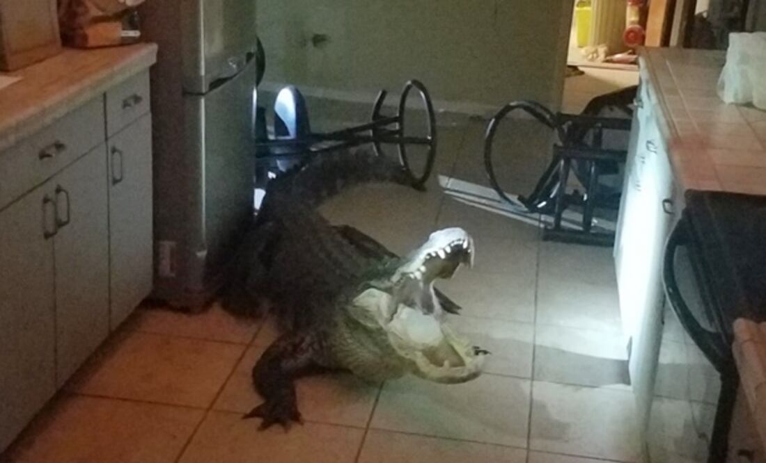 Foto: Facebook Clearwater Police Department