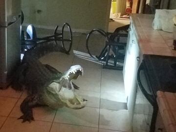 Cocodrilo rompe ventana para irrumpir en casa de Florida