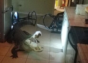 Cocodrilo rompe ventana para irrumpir en casa de Florida