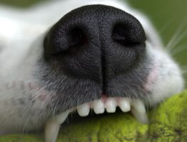 Consejos para evitar las mordeduras de tu perro, según los expertos