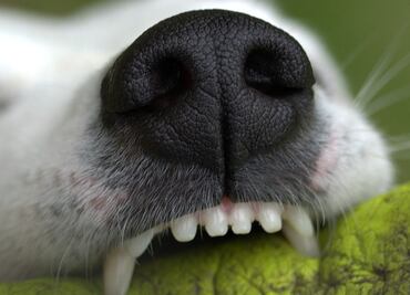 Consejos para evitar las mordeduras de tu perro, según los expertos