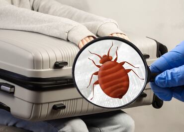 ¡Cuidado! Doctor explica cómo prevenir la propagación de chinches después de un viaje