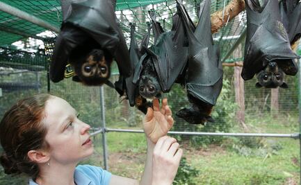 Alertan por virus similar al Covid-19 en murciélagos de Laos