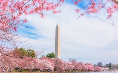 Florecimiento de cerezos 2026 en Washington DC: Cuándo verlos, qué hacer y el gran desfile