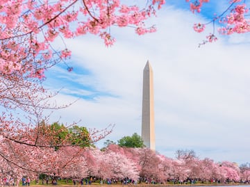 Cerezos 2025 en Washington DC: Cuándo florecen, fecha del desfile y actividades
