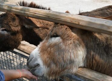 Niño muere de E. Coli por tocar animales en feria de San Diego