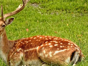 Venado mata a cazador que le disparó en Arkansas