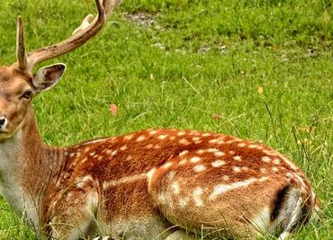 Venado mata a cazador que le disparó en Arkansas
