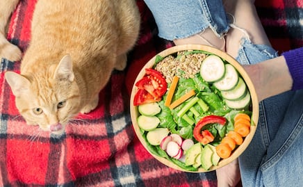 ¿Los gatos con dietas veganas tienen menos probabilidades de enfermar? Esto dice estudio