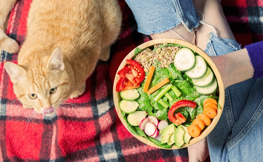 Gato vegano. Foto: iStock-minoandriani
