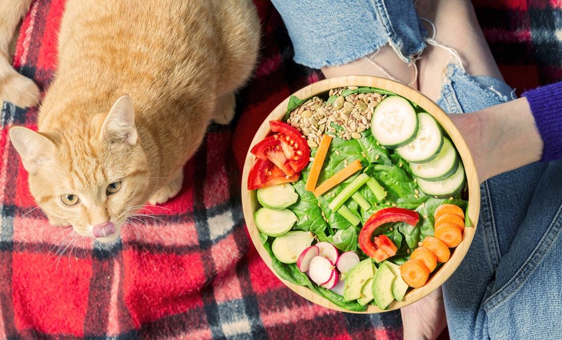 Gato vegano. Foto: iStock-minoandriani