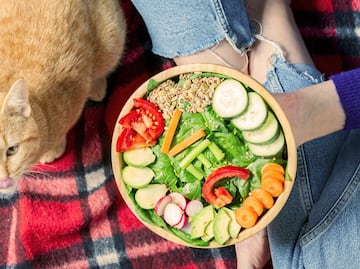 ¿Los gatos con dietas veganas tienen menos probabilidades de enfermar? Esto dice estudio