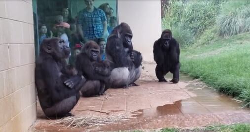 Gorilas enternecen al refugiarse de la lluvia en zoológico de EU