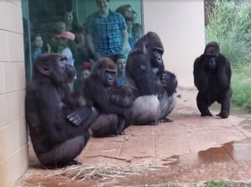 Gorilas enternecen al refugiarse de la lluvia en zoológico de EU