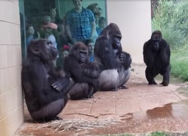 Gorilas enternecen al refugiarse de la lluvia en zoológico de EU