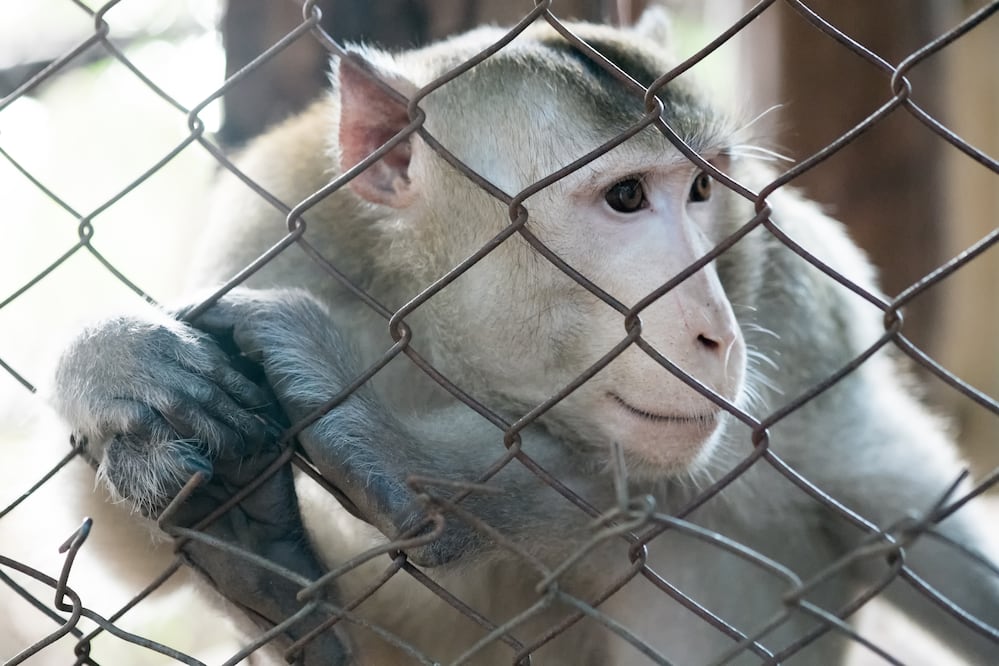 Escapan 43 monos de laboratorio en Carolina del Sur, ¿son peligrosos? Foto iStock / donghero
