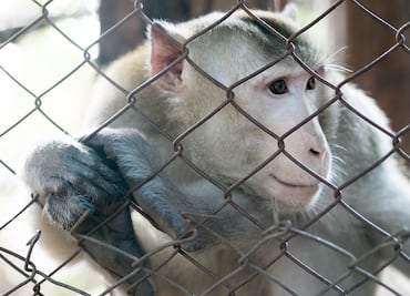 Escapan 43 monos de laboratorio en Carolina del Sur, ¿son peligrosos?
