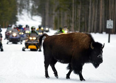 Covid-19 ‘pega’ al turismo invernal de Yellowstone; cierran hoteles y cabañas