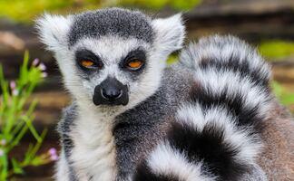 Lémur ‘salvaje’ ataca a niño en zoológico interactivo de Georgia