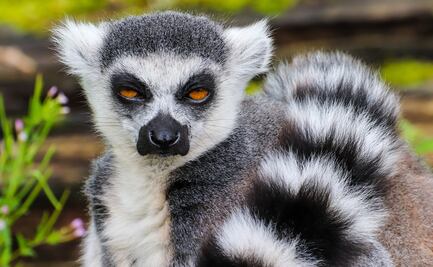 Lémur ‘salvaje’ ataca a niño en zoológico interactivo de Georgia