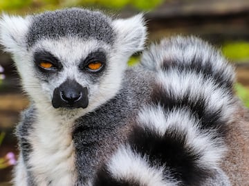 Lémur ‘salvaje’ ataca a niño en zoológico interactivo de Georgia