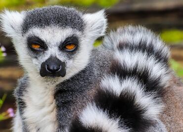 Lémur ‘salvaje’ ataca a niño en zoológico interactivo de Georgia