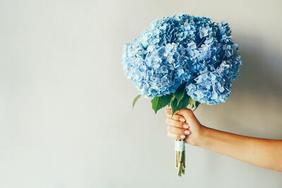 Día del Novio. ¿Por qué se regalan flores azules este 3 de octubre a los novios?
