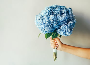 Día del Novio. ¿Por qué se regalan flores azules este 3 de octubre a los novios?
