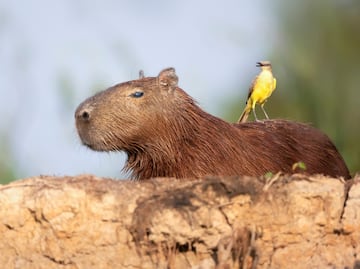¿Por qué están de moda los Capibaras? 10 datos curiosos de los roedores más grandes del mundo