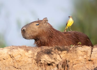 ¿Por qué están de moda los Capibaras? 10 datos curiosos de los roedores más grandes del mundo