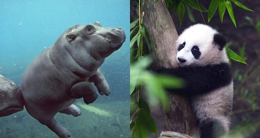 Datos para conocer y visitar el Zoológico de San Diego