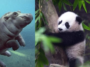 Datos para conocer y visitar el Zoológico de San Diego