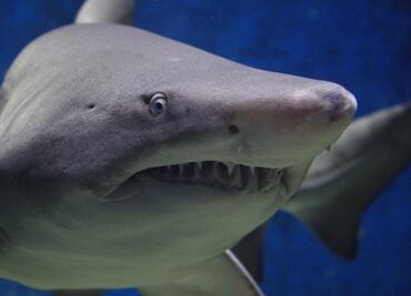 Hospitalizan a hombre por mordedura de un tiburón en Florida