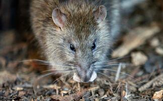 Video. 'No podía moverse'; hombre cae a sumidero lleno de ratas en NY