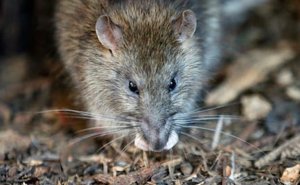 Video. 'No podía moverse'; hombre cae a sumidero lleno de ratas en NY