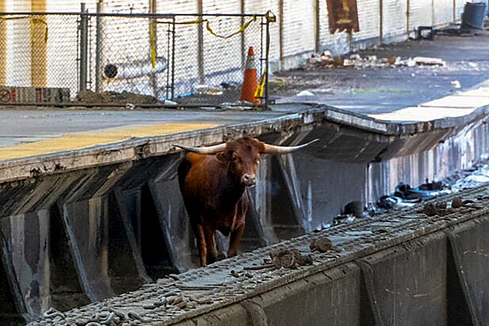 Un toro salta a las vías y retrasa los trenes entre Nueva York y Nueva Jersey. (Cortesía de New Jersey Transit vía AP)