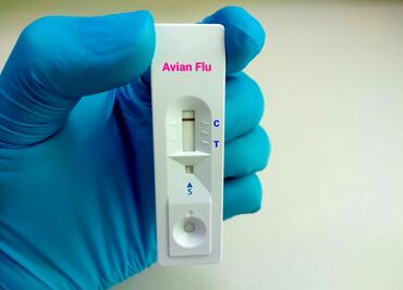 Gripe aviar H5N1 se transmite entre mamíferos desde leche de vaca infectada: estudio