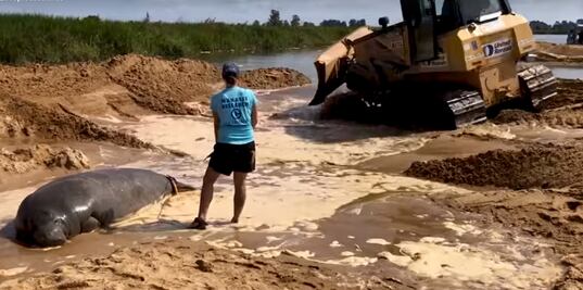 Con excavadora, rescatan a manatí varado en Georgia