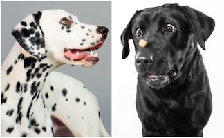 Las 20 razas de perros más tiernas y bellas del mundo, según la ciencia