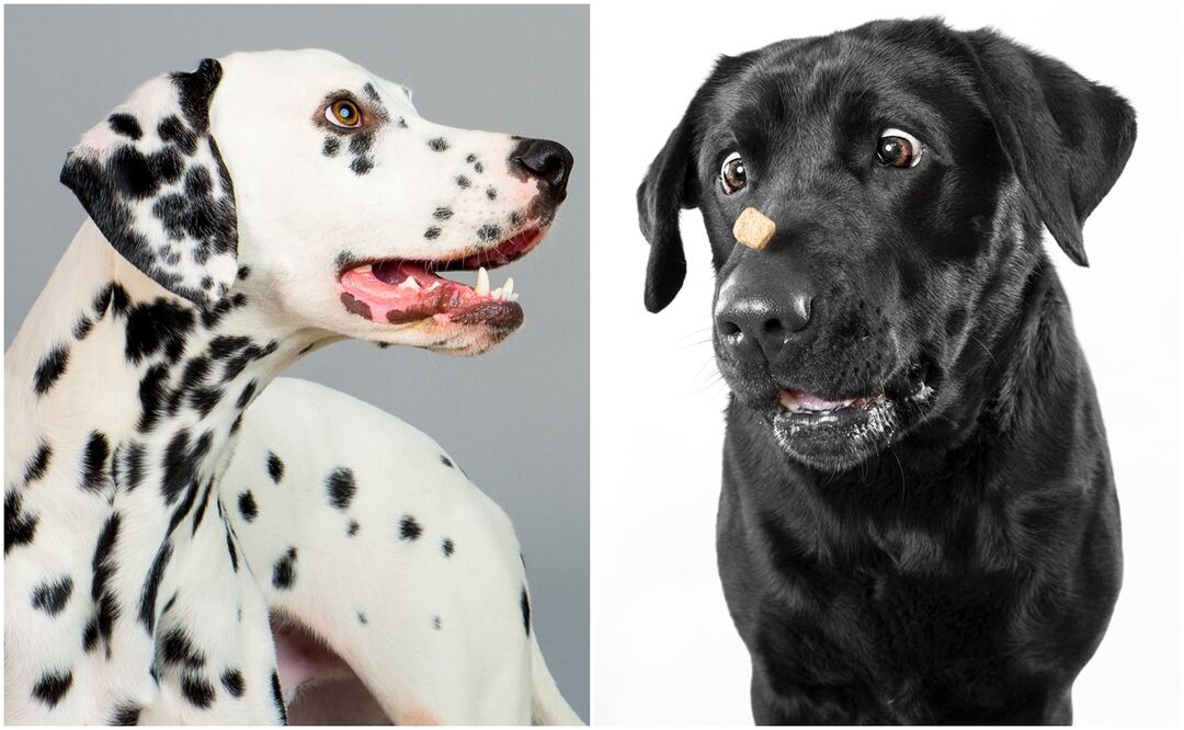 Los perros más tiernos y bellos. Foto: iSTOCK/ejkrouse/Tea Nagode