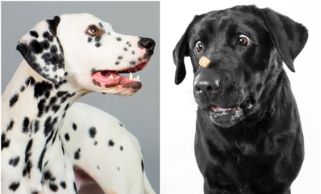 Los perros más tiernos y bellos. Foto: iSTOCK/ejkrouse/Tea Nagode