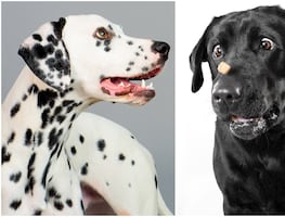 Las 20 razas de perros más tiernas y bellas del mundo, según la ciencia